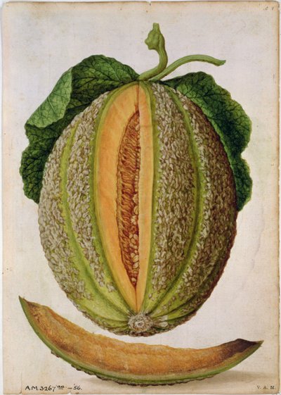 Melone, ca. 1568 von Jacques Le Moyne